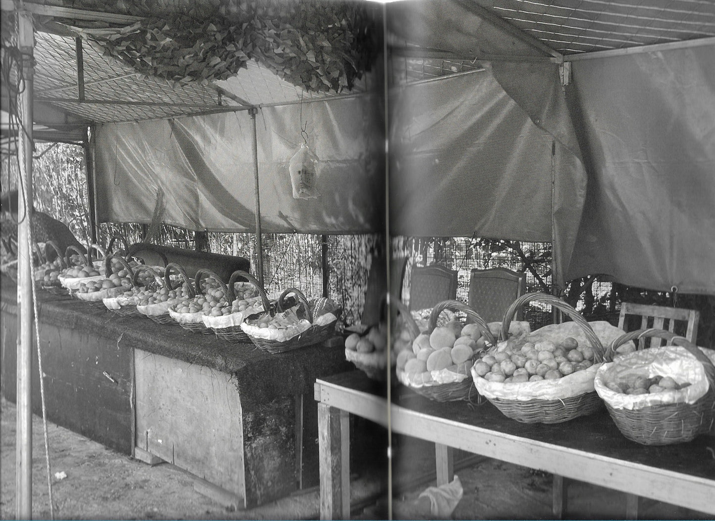 I'M ROOTED BUT I FLOW